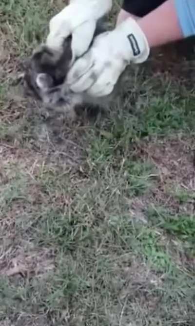 When you rescue a raccoon
