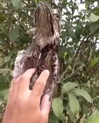 Surprise