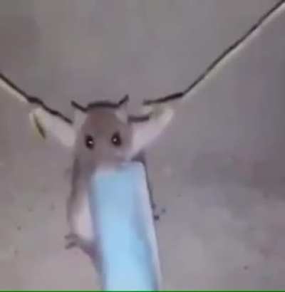 Bad rat &amp;gt;:(