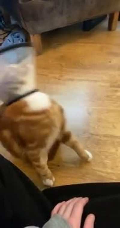Our kitten is getting used to the cone of shame