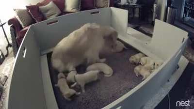 Anxious two week old puppy can&rsquo;t find mom, so she gives him extra attention