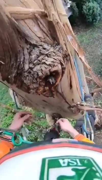 Bird grabs a spider from a tree cutter in seconds.