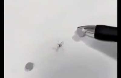 Frick you mosquito