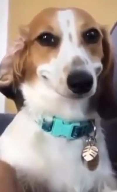 POV: Dog realizes humans are made out of bones