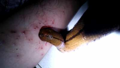 A giant leech as a pet