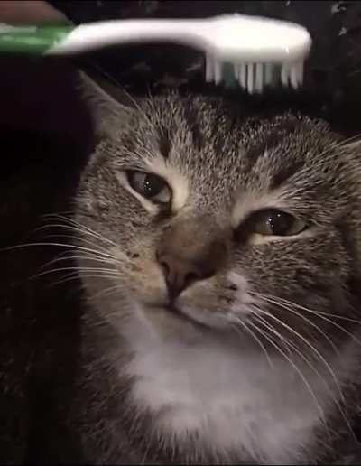 If you get a wet toothbrush and pet a cat it, it supposedly reminds them getting clean by their mother