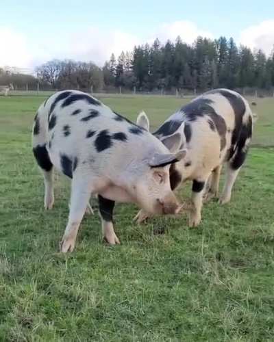 You've got a friend in me