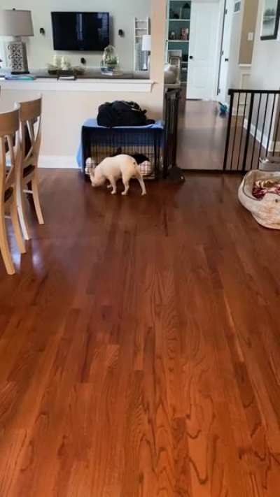Doggo is amgy (didn&rsquo;t know what flair to use)