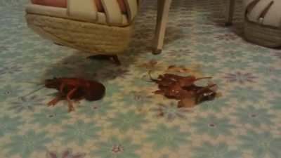 Luna crush crawdad