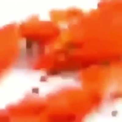 lobwseter lobster losbetr lo&szlig;vetr