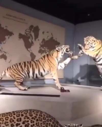 Cool lion exhibit