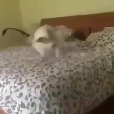 noO-