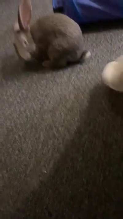 Trying to find calm ways for exercise while the stitches heal, one of Arlo’s favorite games