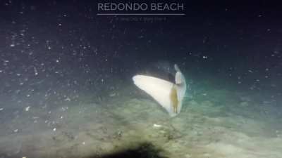 Rare Deep Sea Prickly Shark, encountered by some excited divers