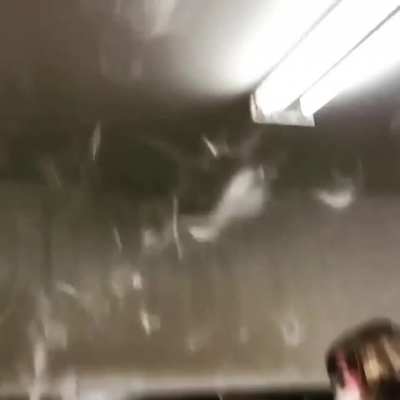Shedding Husky
