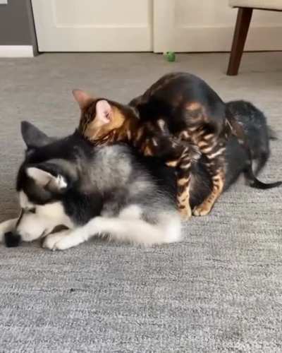Sneak attack? What sneak attack?