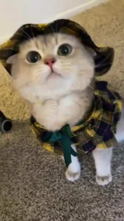 Büyük ihtimalle newde ölecek post ama yine de atacam bu kediyi çok tatlı, internetteki en sevdiğim kedi sizce nasıl
