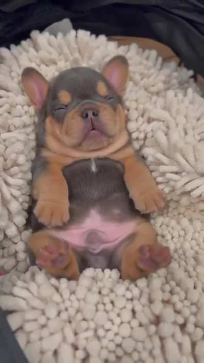 Little puppy is sleeping