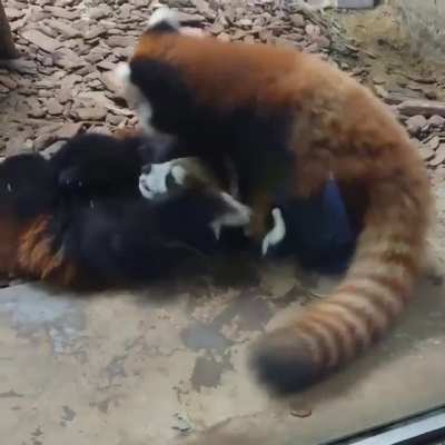 Playing, Eating, Fightining but always together <3