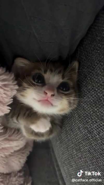For anyone having a bad day or a rough day or just a busy af day. Here&rsquo;s an adorable kitty. 🐱