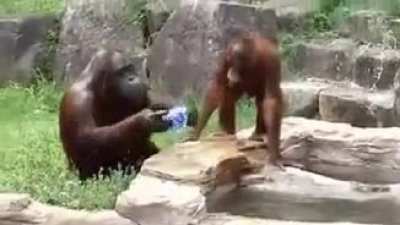 Simian hygiene