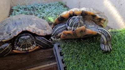 My turts:Why the f**k are you recording us again? Everyday you keep on taking pictures or videos of us. Can you please have the decency to respect our private lives? Me: I just can't resist this cuteness