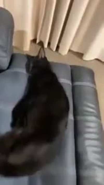 Meow?