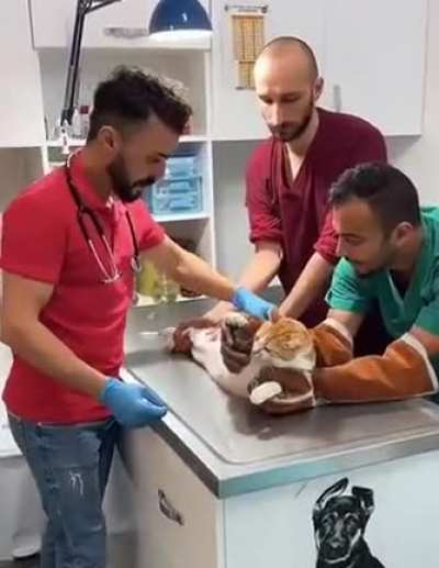 Cat not having a great day