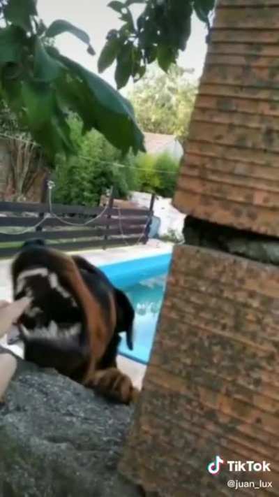 perro maricón