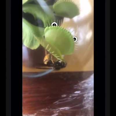 cronchi