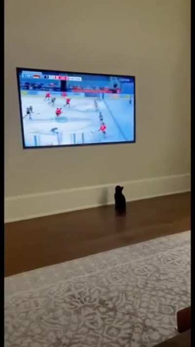 Reasons why this cat wouldn&rsquo;t survive in the wild