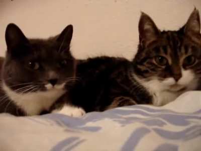 Having a bad day? Here&rsquo;s two cats having a meaningful conversation
