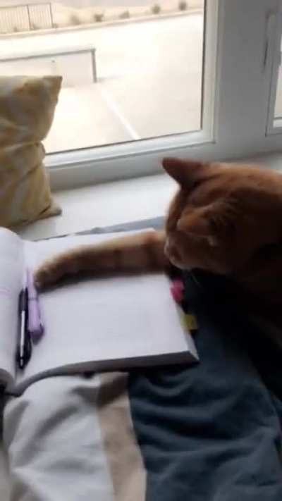 The Law Student