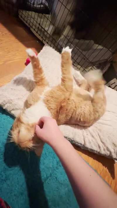 My friend&rsquo;s Maine coon kitty enjoying scratches like a dog
