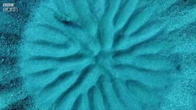 🔥 Japanese Puffer Fish constructs a Masterpiece to attract a mate