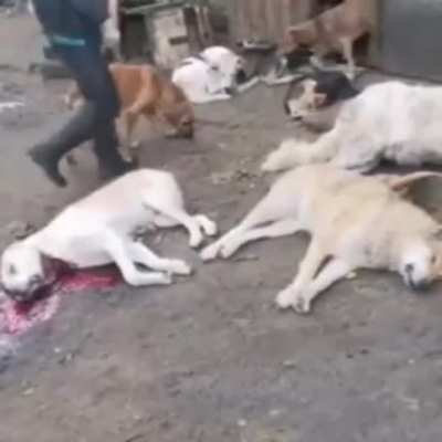 В воронежском приюте массово убили животных. Зоозащитники связывают трагедию со стройкой жилого комплекса поблизости, однако подозреваемые ещё не установлены. Инцидент произошёл в приюте &laquo;Дора&raquo; ночью 22 октября. По данным местных СМИ, неизвестные проникли