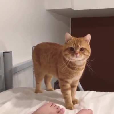 Cat has arrived smoothly 