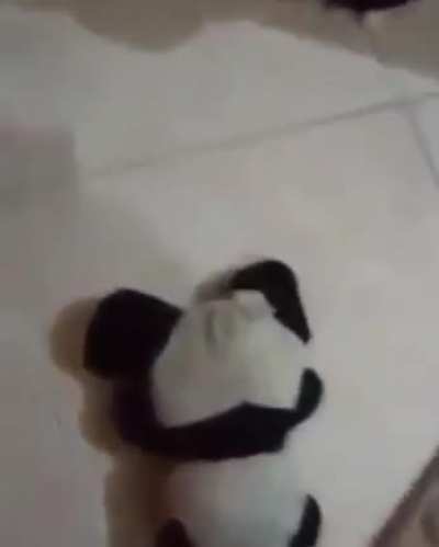 Porra felipe