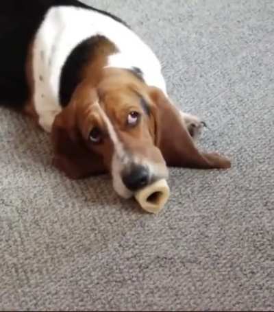 Dog and bone