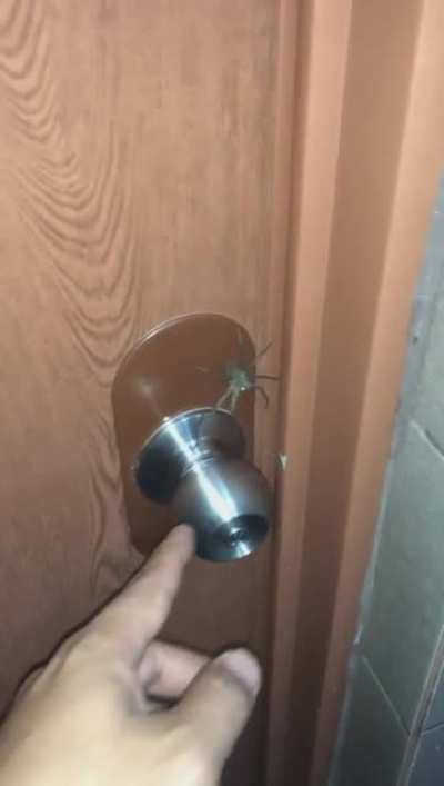 Deu um pulinho