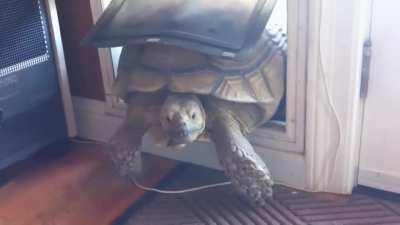Unexpected guest