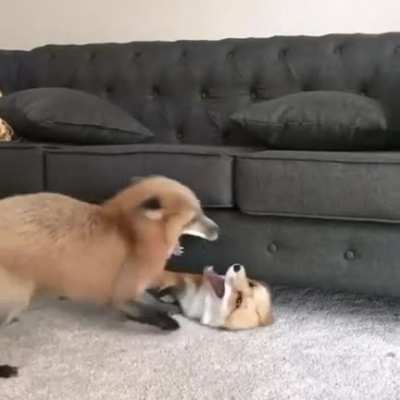 Fox_irl