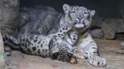 Snow leopards are recognized by their thick white-gray coat spotted with large black rosettes which blend in perfectly with Asia&rsquo;s steep and rocky, high mountains, hence their nickname "ghosts of the mountains". This mother snow leopard gave birth to thre