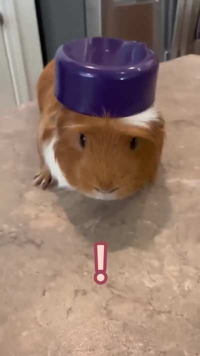 Weird Face + Animal Abuse = "Funny"
