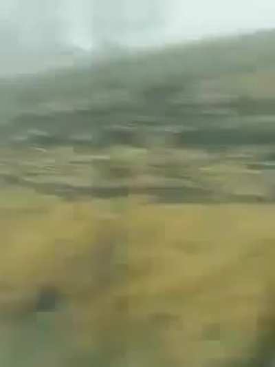 Someone give this deer a Darwin Award