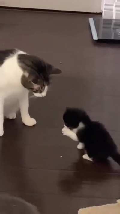 (Not my cats) Generational Taps