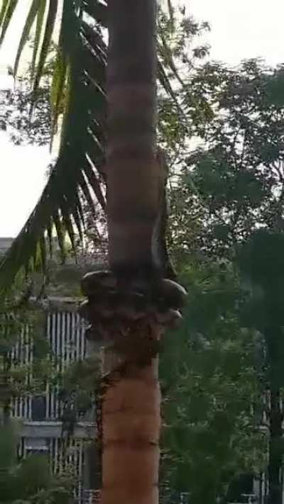 How snakes climb trees