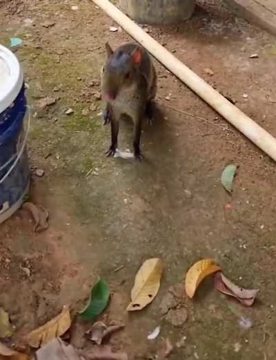 awwwtf