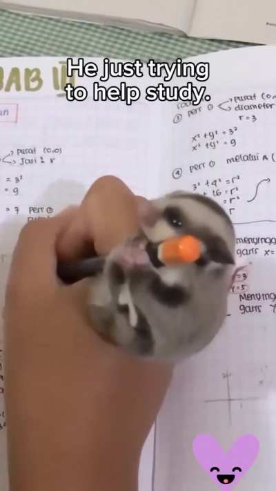 Wunky study buddy 