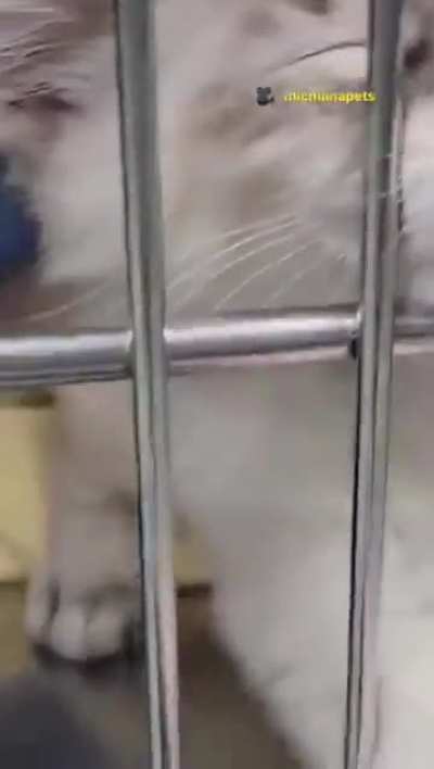 Extremely affectionate shelter cat gets a home